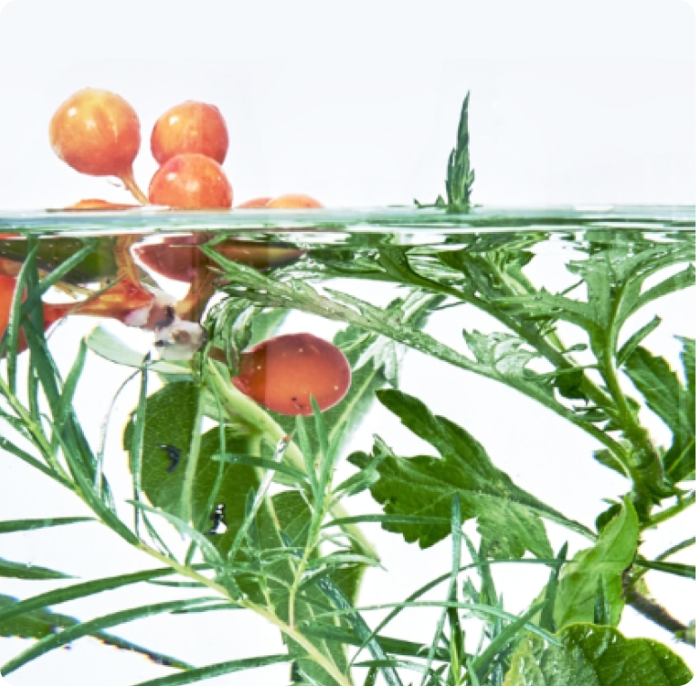 6 extraits vegetaux