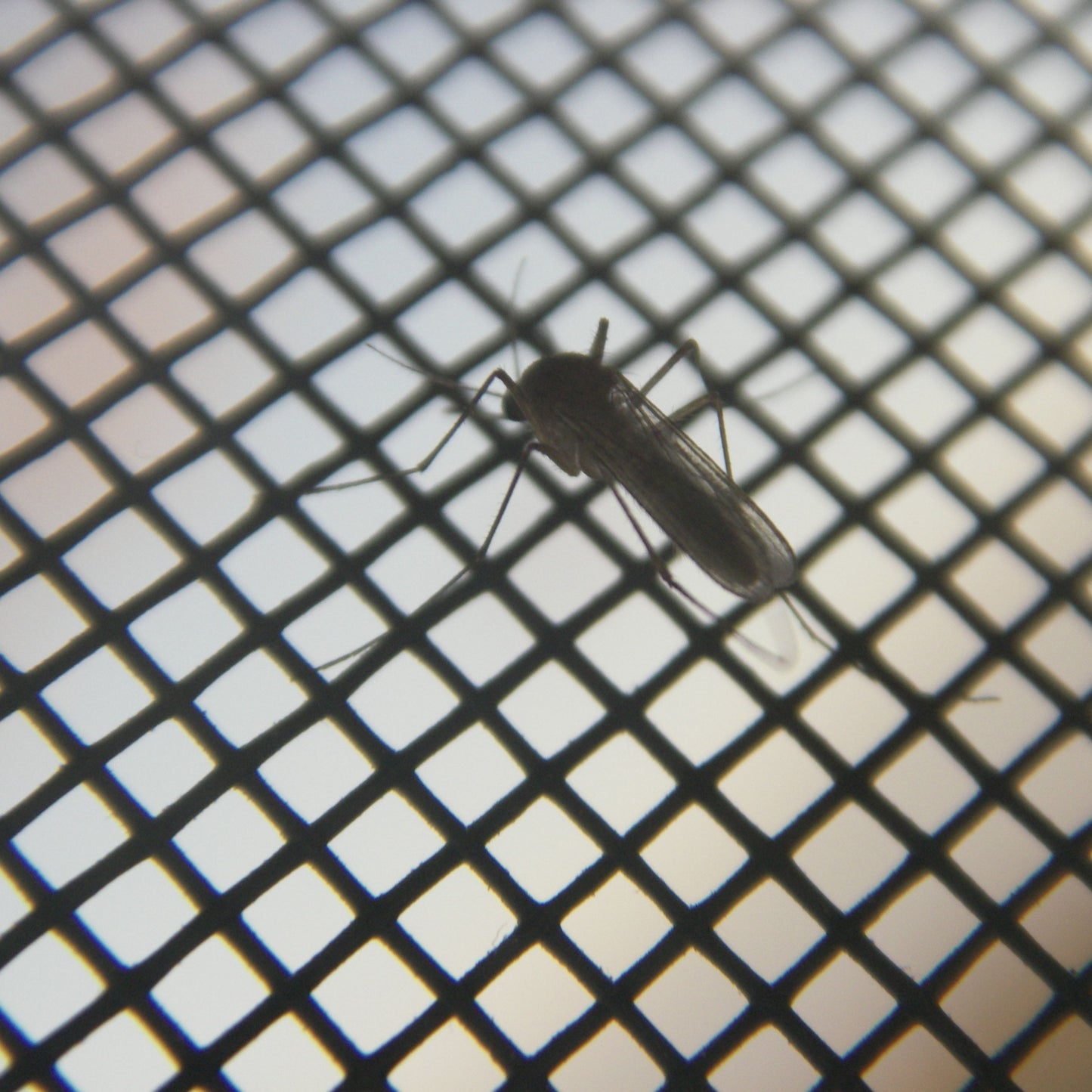 Magnetisches Fliegengitter Insektenschutz